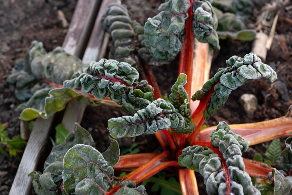 How To Prepare Your Garden For Winter