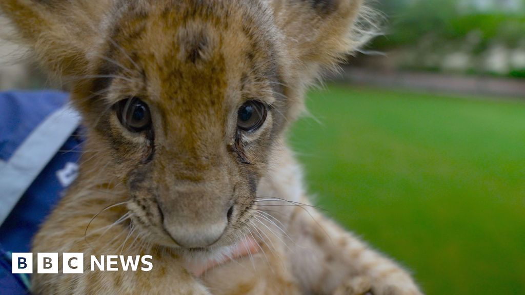 Big cat owners hide their animals from Pakistan crackdown