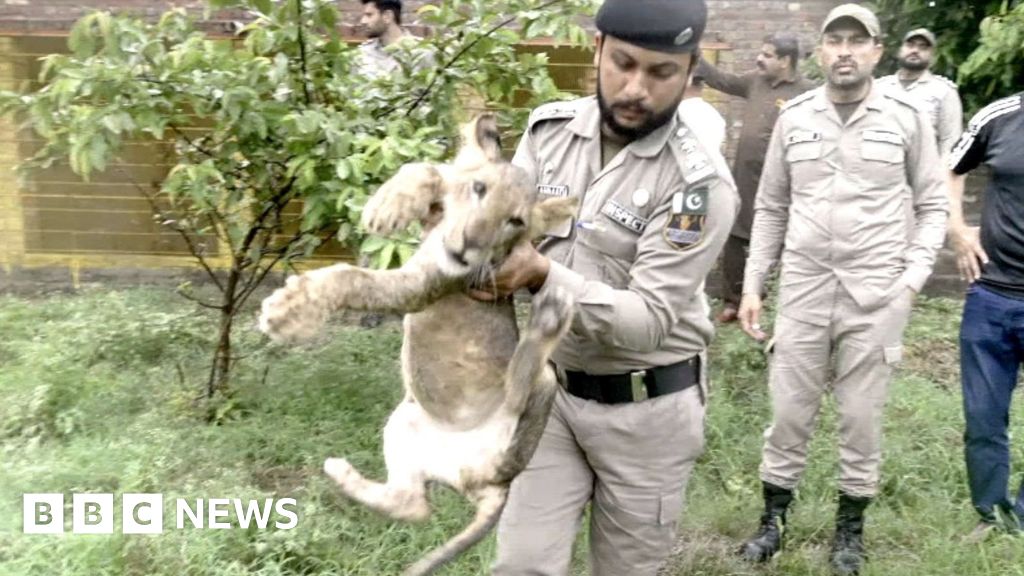 Crackdown on Pakistan’s illegal big cats after pet lion attack