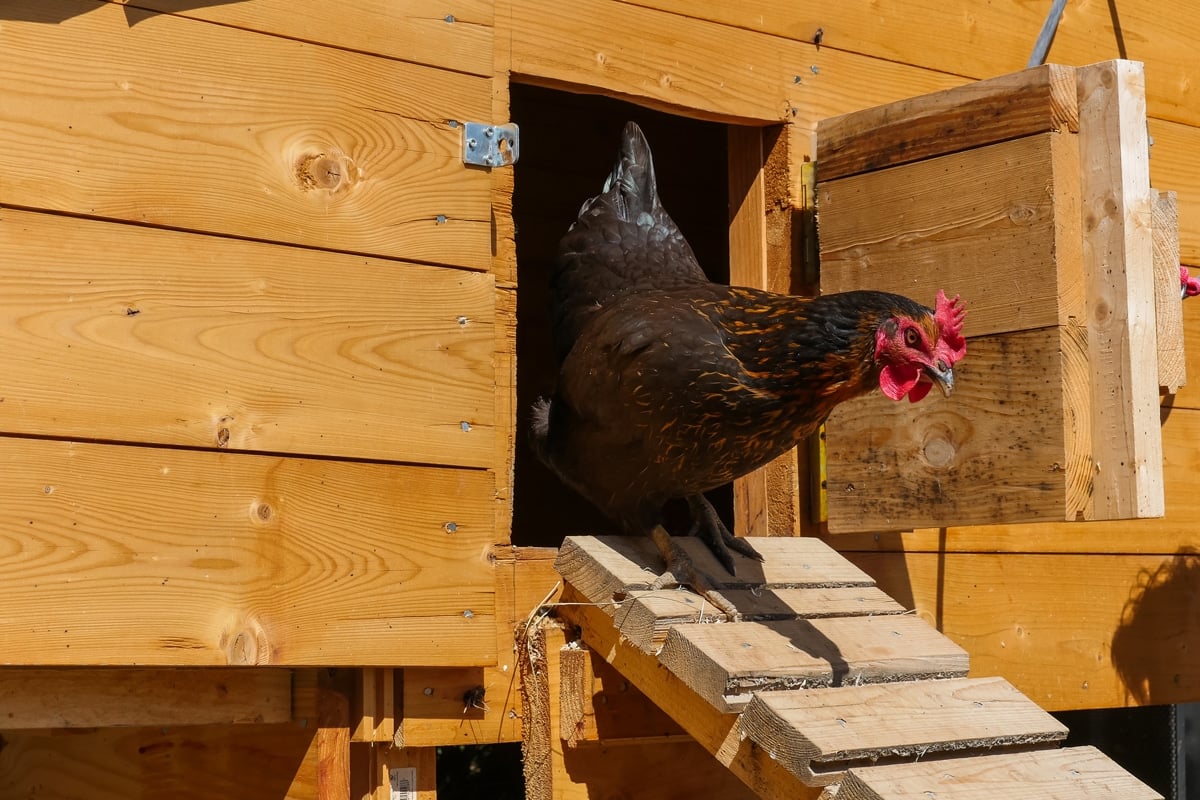 7 Key Elements Of Building A Chicken Coop