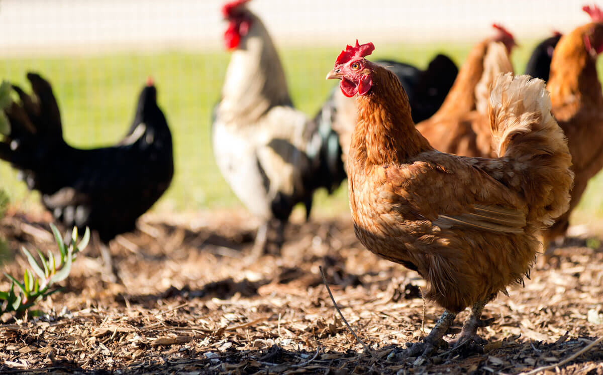 The 5 Best Chicken Breeds For Backyard Flocks