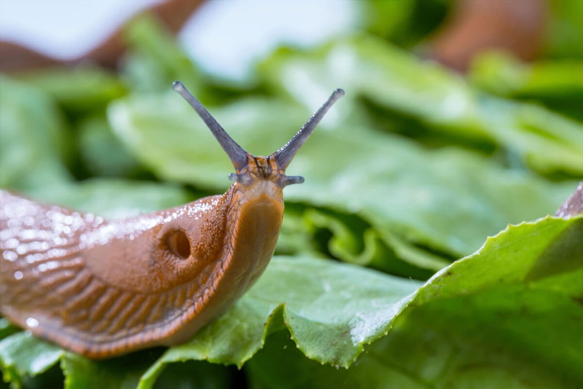 How To Control Slugs And Snails Naturally