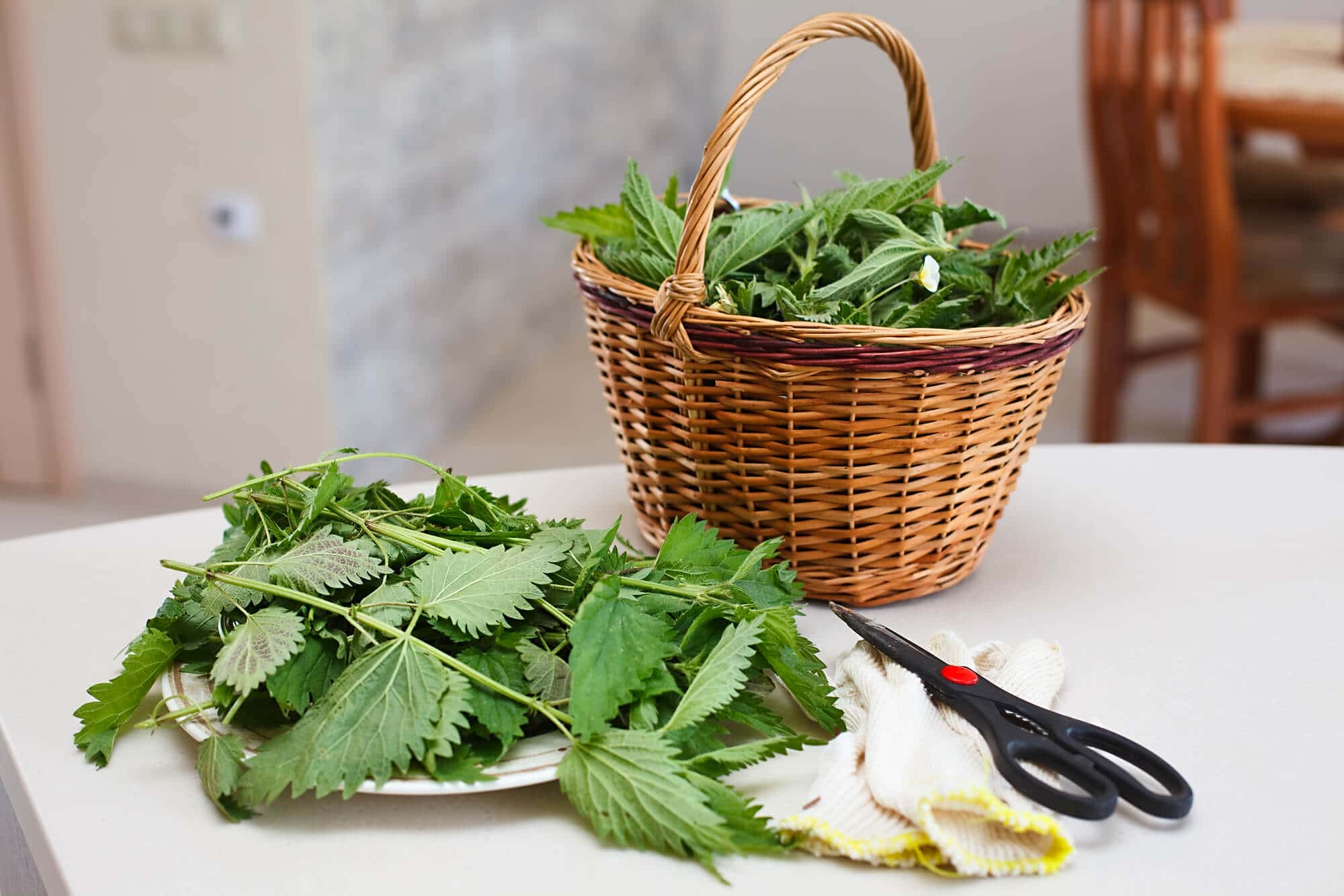 How To Forage & Use Stinging Nettles