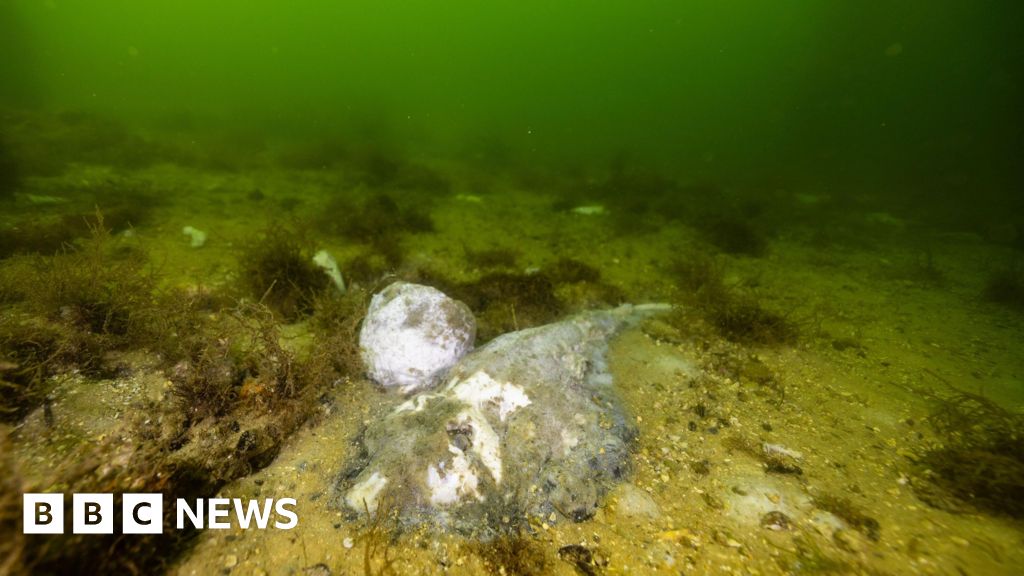 Algal bloom killing marine life in South Australia is ‘disaster’, premier says