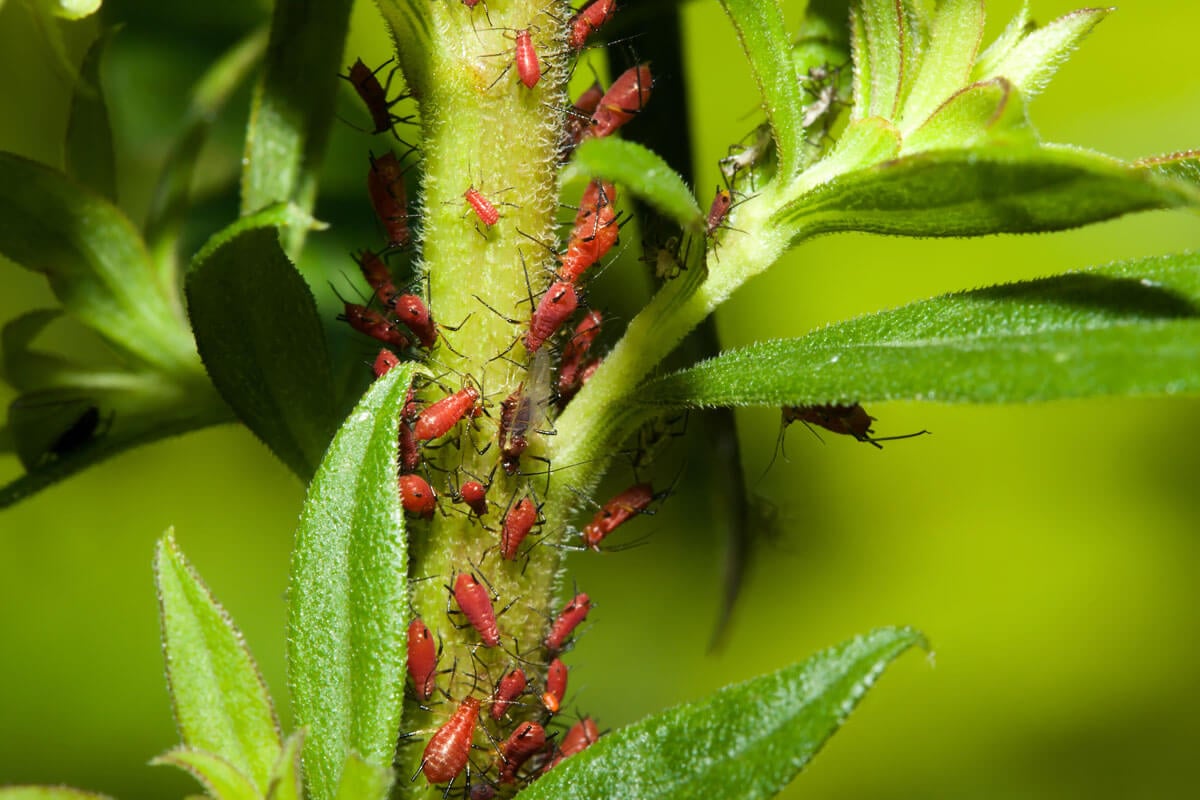 How To Control Aphids Organically