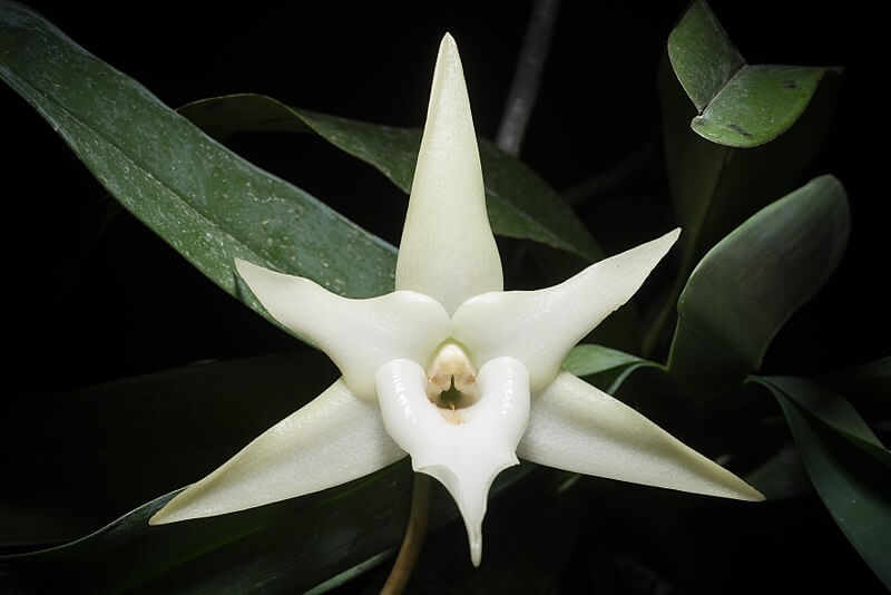 Darwin Orchid • Insteading