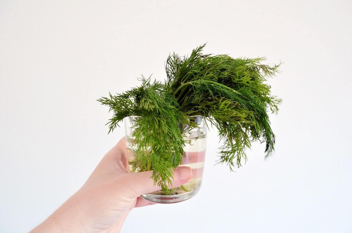Growing Herbs in Water • Insteading