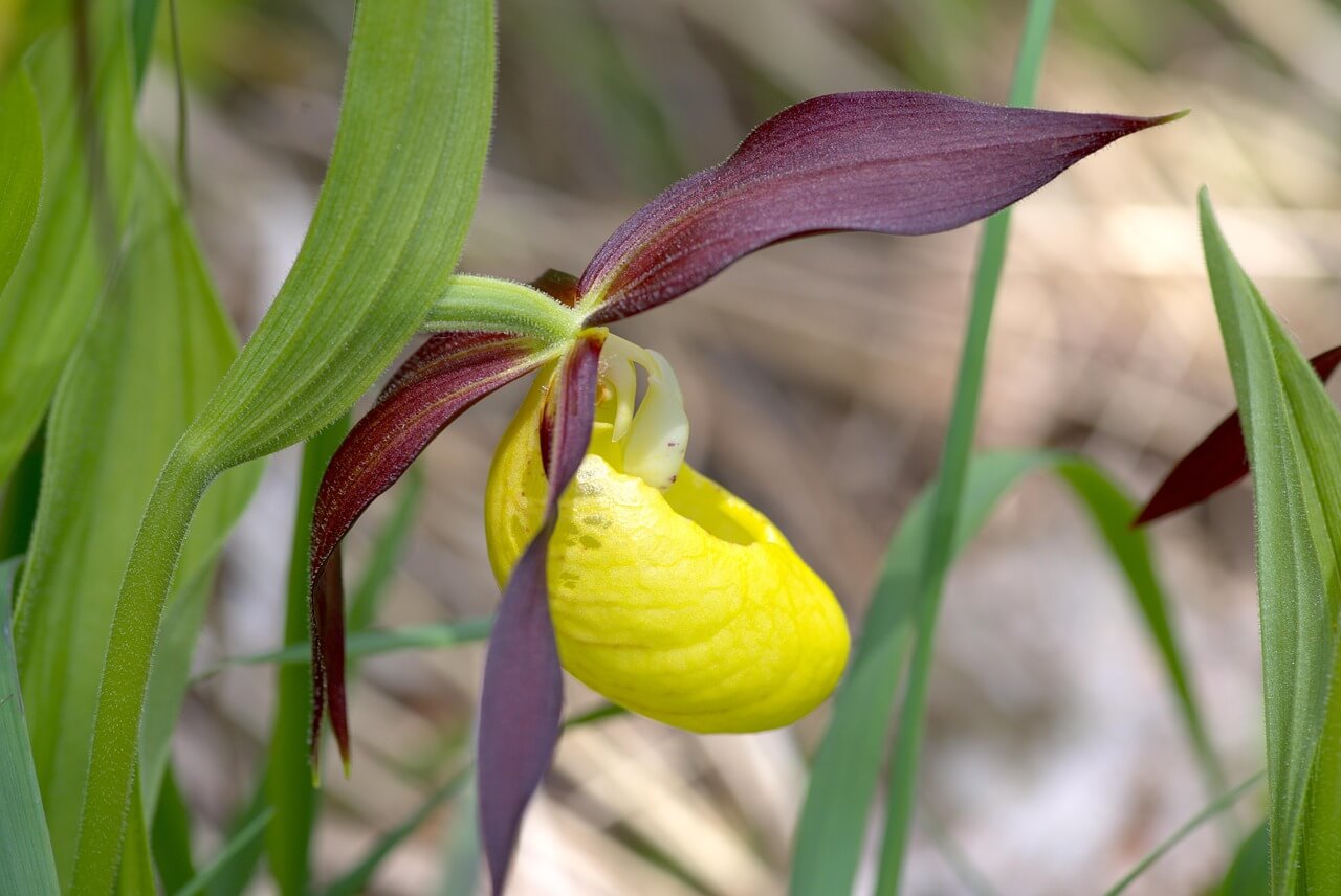 Lady’s Slipper Orchid • Insteading