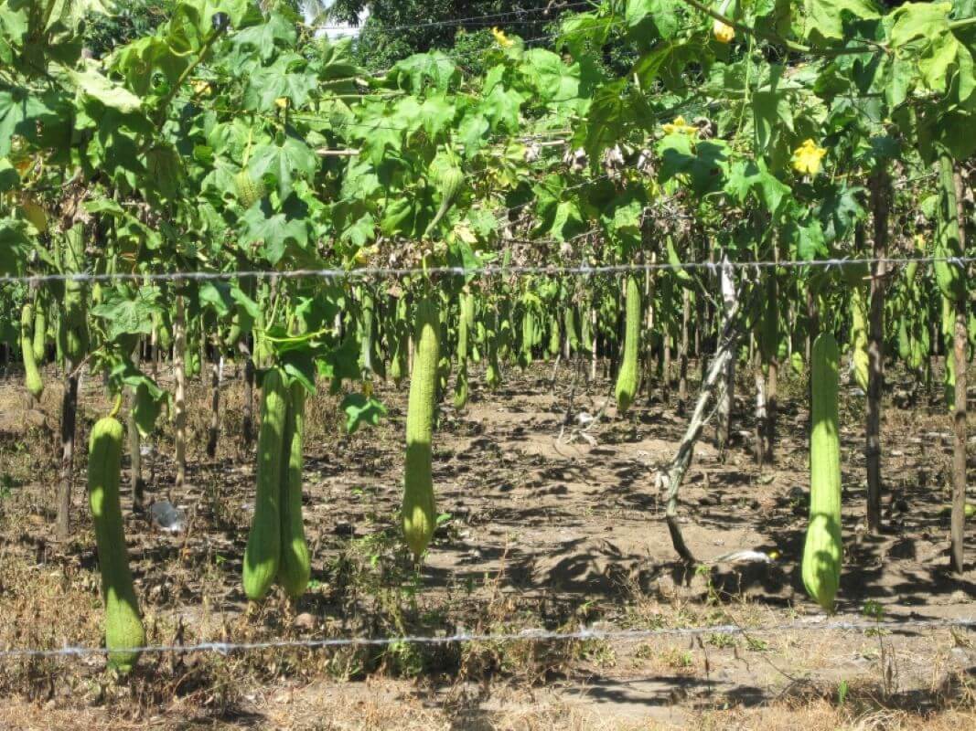 Growing Your Own Luffa • Insteading