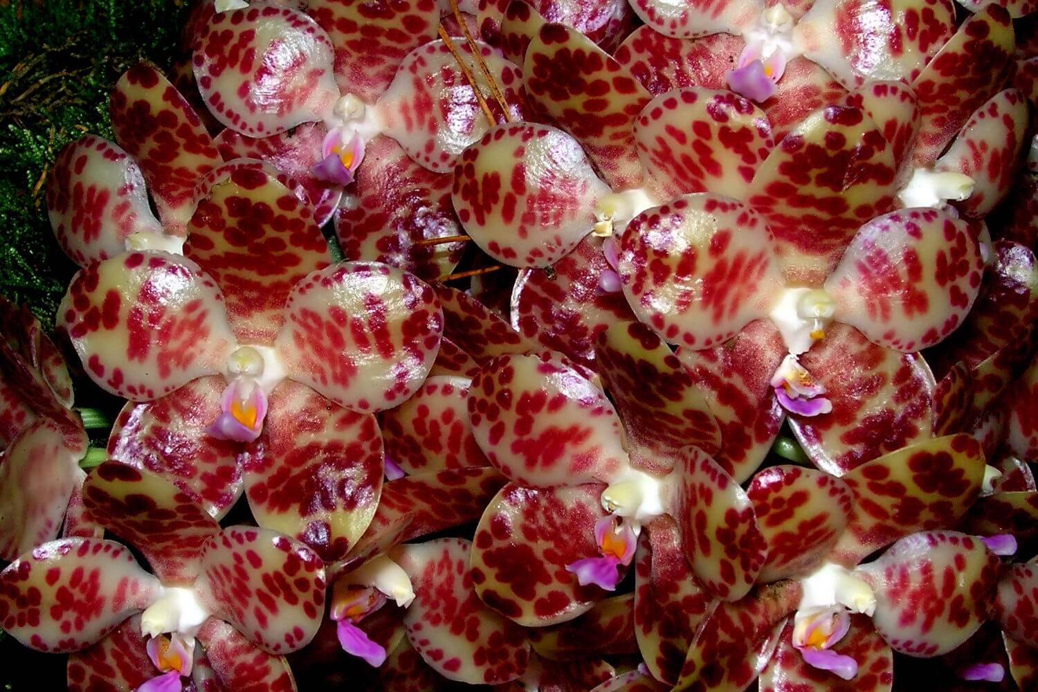 The Phalaenopsis Gigantea Orchid • Insteading