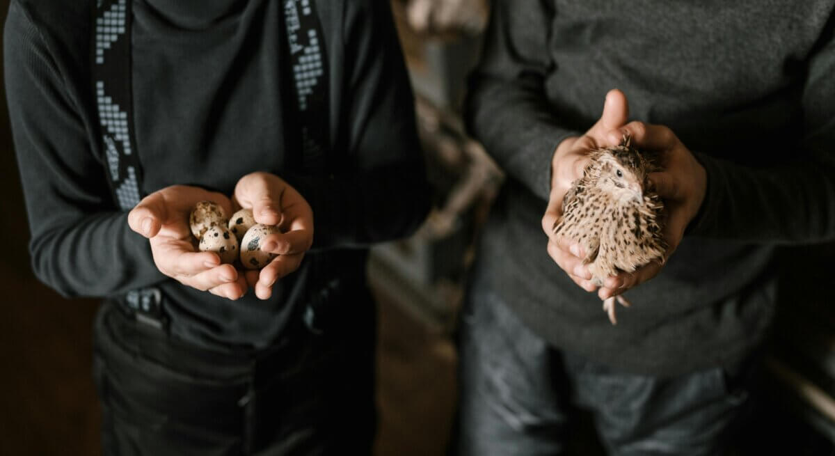 Why Raise Quail? Benefits of Keeping Quail Over Chickens • Insteading