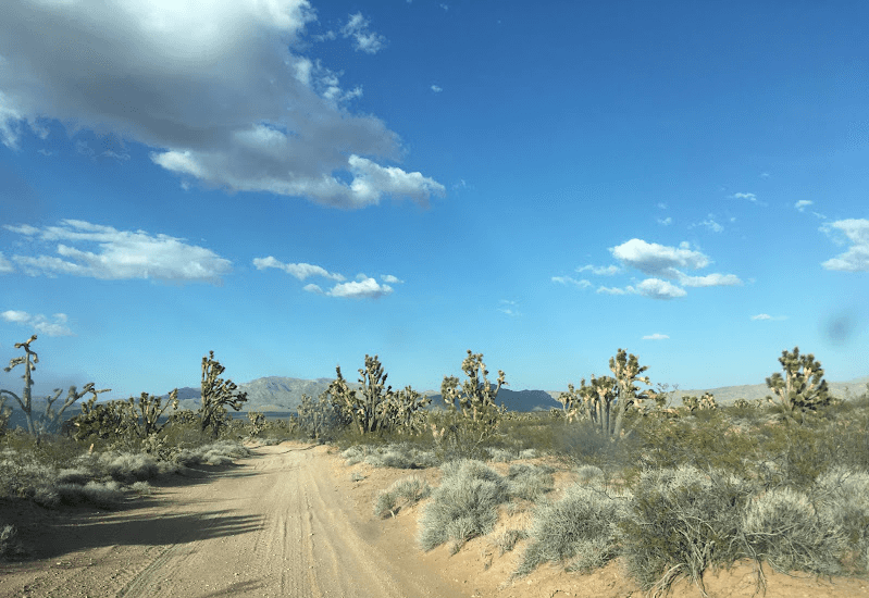 Native Desert Species to Know and Grow • Insteading