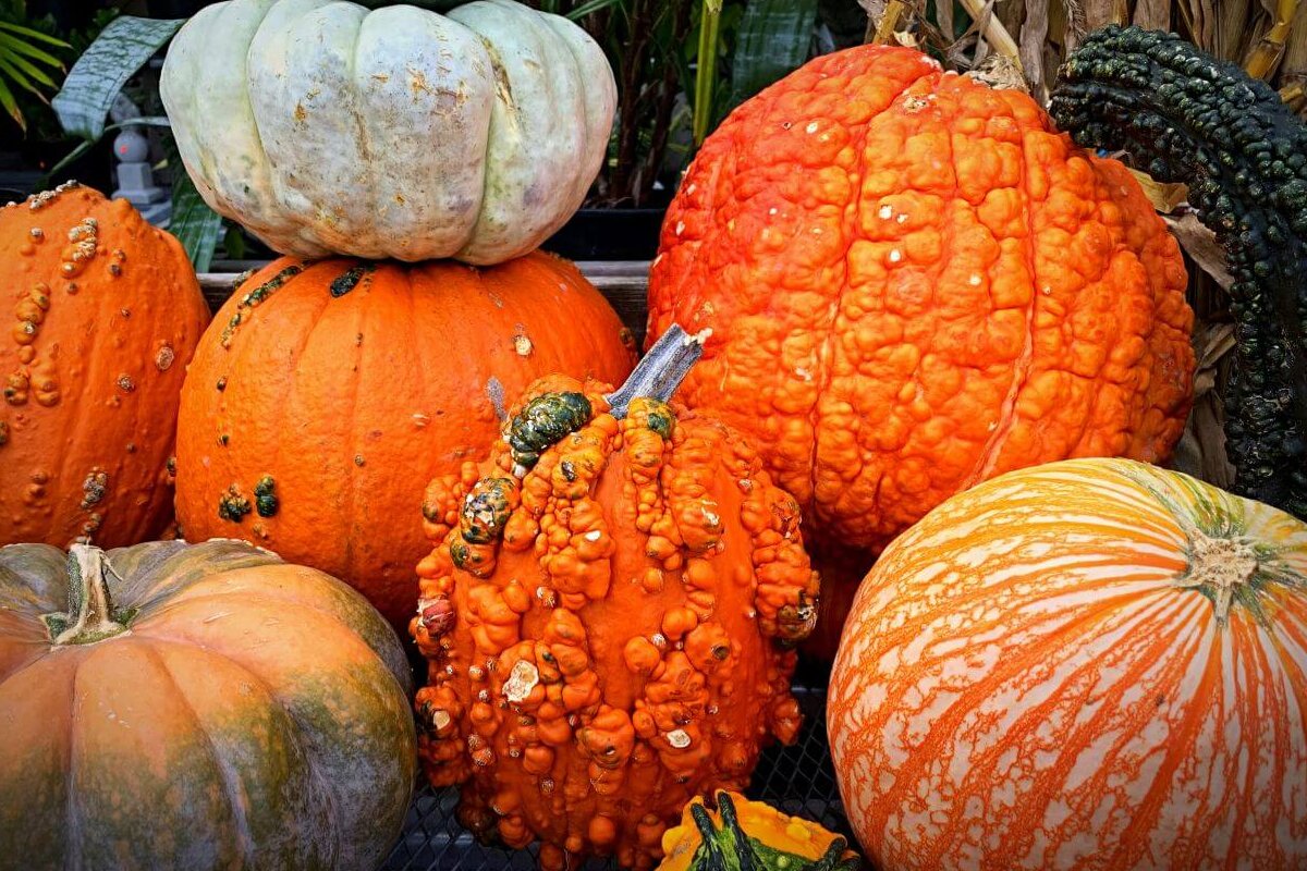 Types of Pumpkins • Insteading