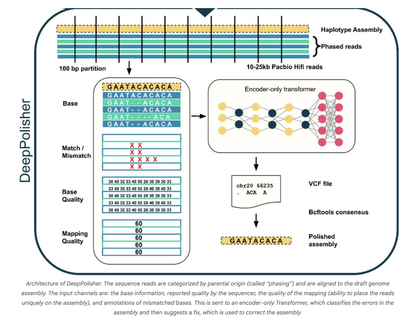 Google AI Releases DeepPolisher: A New Deep Learning Tool that Improves the Accuracy of Genome Assemblies by Precisely Correcting Base-Level Errors