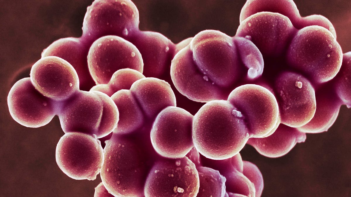 Generative AI Gave MIT Scientists a New Tool to Fight Antibiotic-Resistant Bacteria