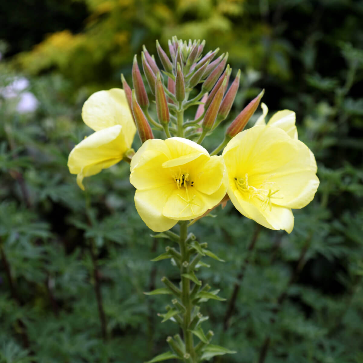 The Morning Evening Primrose • Insteading