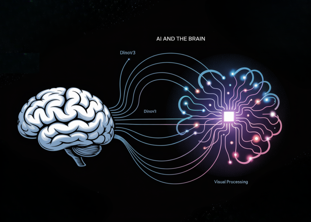 AI and the Brain: How DINOv3 Models Reveal Insights into Human Visual Processing