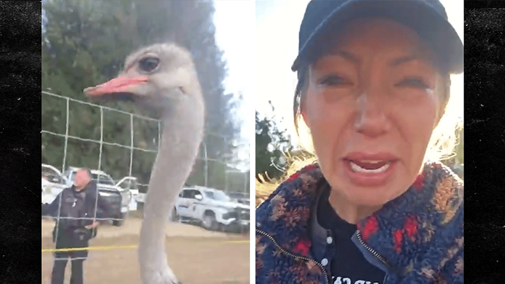 Canadian Ostrich Kill Order Protesters Arrested, Tensions Heighten, on Video