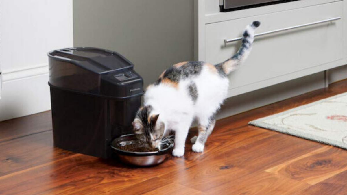 Best automatic cat feeders in 2025 (UK)