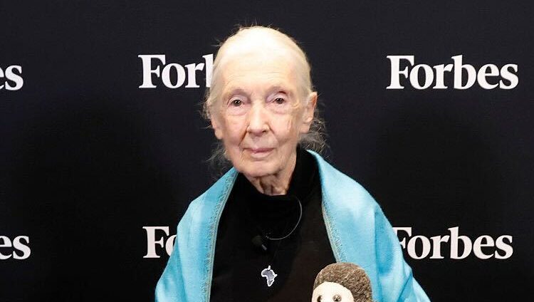 Who Is Jane Goodall? 5 Facts About the Advocate, Her Movies & More – Hollywood Life